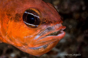 Apogon imberbis, Male with eggs by Marco Gargiulo 